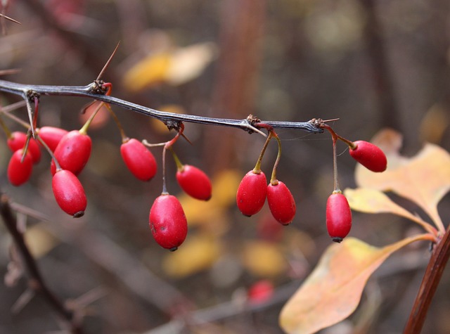 barberry-1034438_640